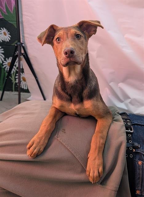 RUTH - German Shepherd Dog available for adoption