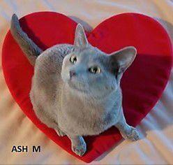 ASH - Domestic Short Hair available for adoption