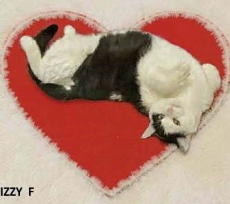 IZZY - Domestic Short Hair available for adoption