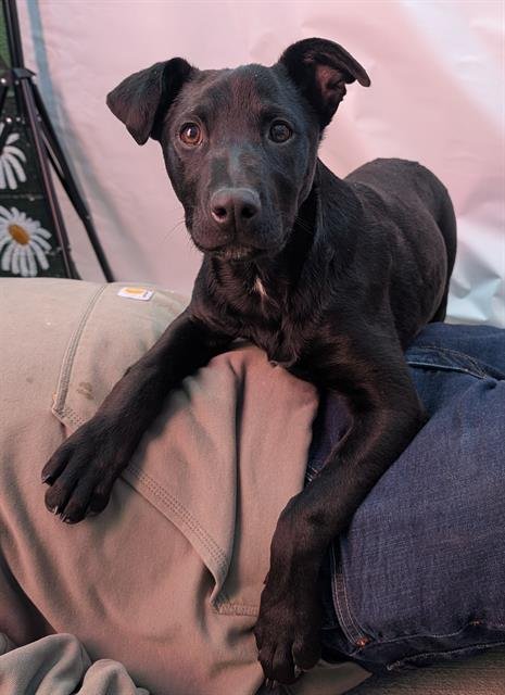 CLEOPATRA - German Shepherd Dog available for adoption