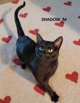 SHADOW - Domestic Short Hair available for adoption