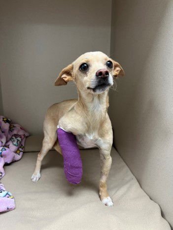 PRIM - Chihuahua available for adoption