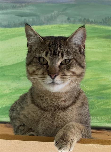 CHESTER - Domestic Short Hair available for adoption