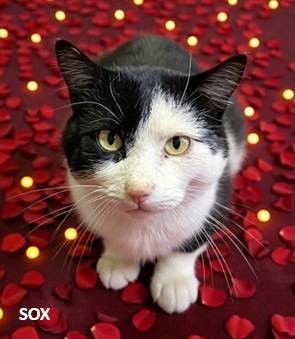SOX - Domestic Short Hair available for adoption