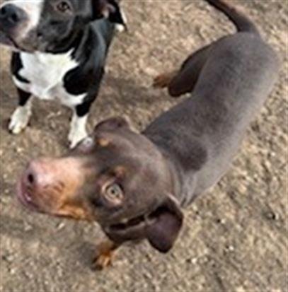 BUTCH - French Brittany available for adoption