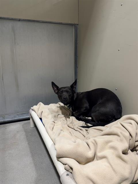 FENNEC - Chihuahua available for adoption