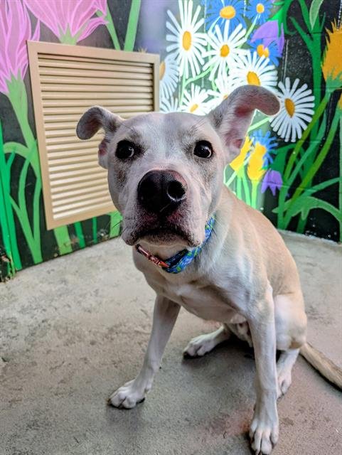 CLARK - Pit Bull Terrier available for adoption