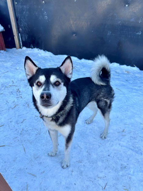 KNOX - Siberian Husky available for adoption