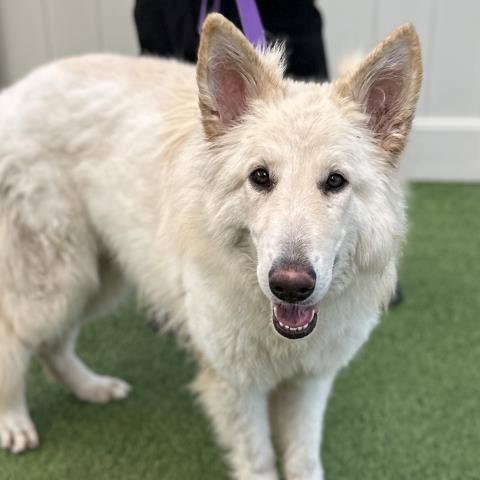 MIA - German Shepherd Dog for adoption in San Diego