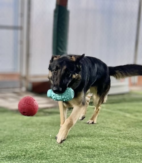 HUDSON - German Shepherd Dog available for adoption