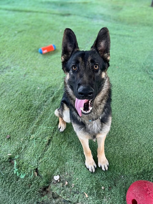 HUDSON - German Shepherd Dog available for adoption