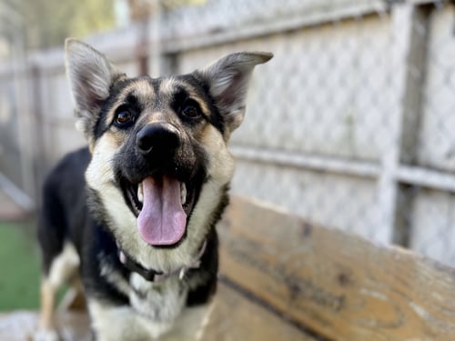 JULIE - German Shepherd Dog available for adoption