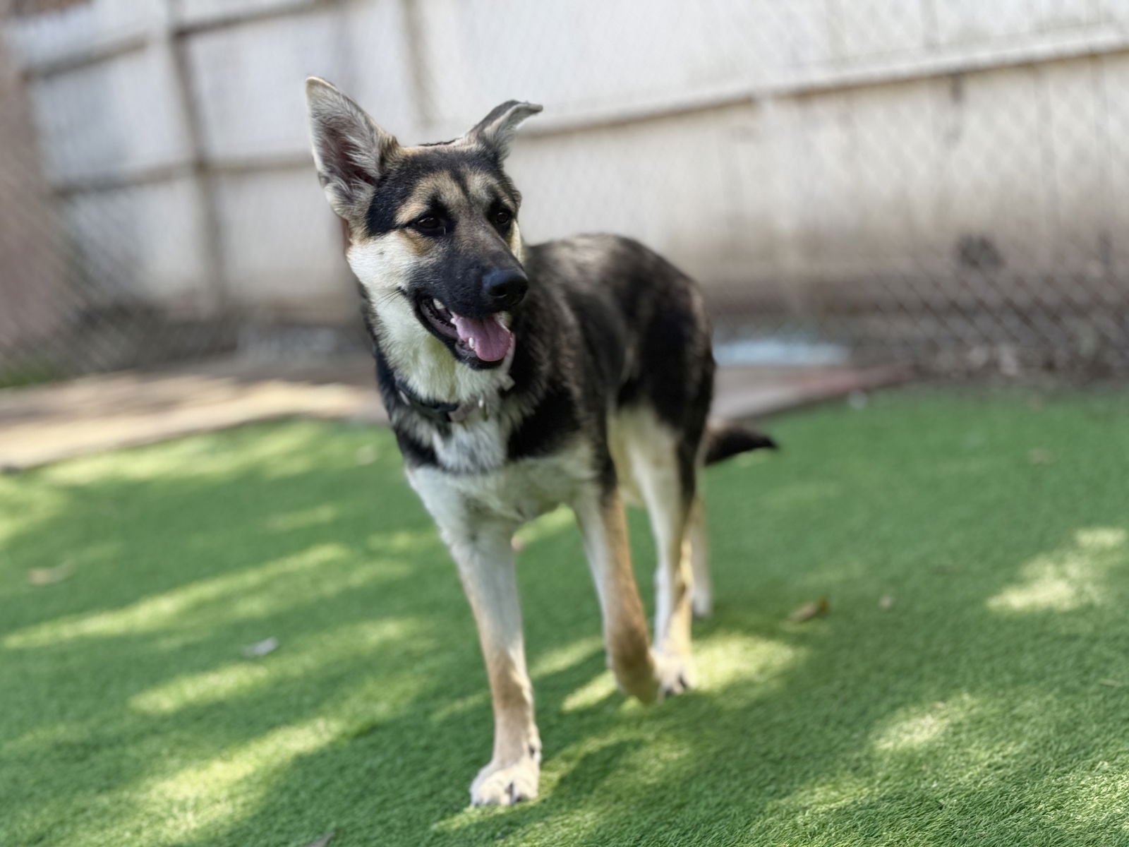 JULIE - German Shepherd Dog available for adoption