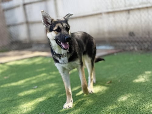 JULIE - German Shepherd Dog available for adoption