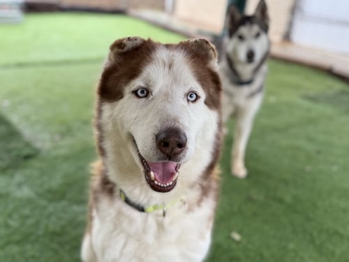 BARRY - Husky available for adoption