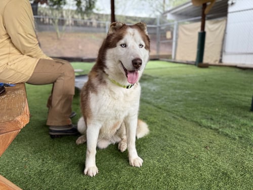 BARRY - Husky available for adoption