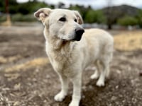 Rocco - Photo 2