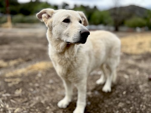 ROCCO - German Shepherd Dog available for adoption