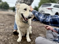 Rocco - Photo 1