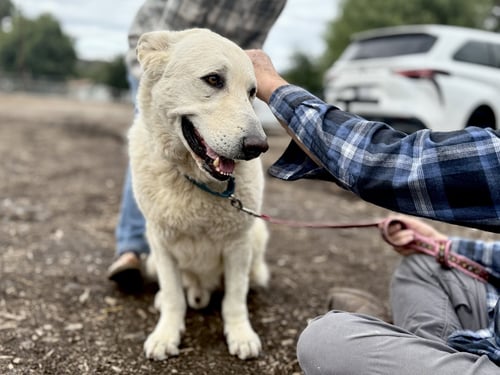 ROCCO - German Shepherd Dog available for adoption