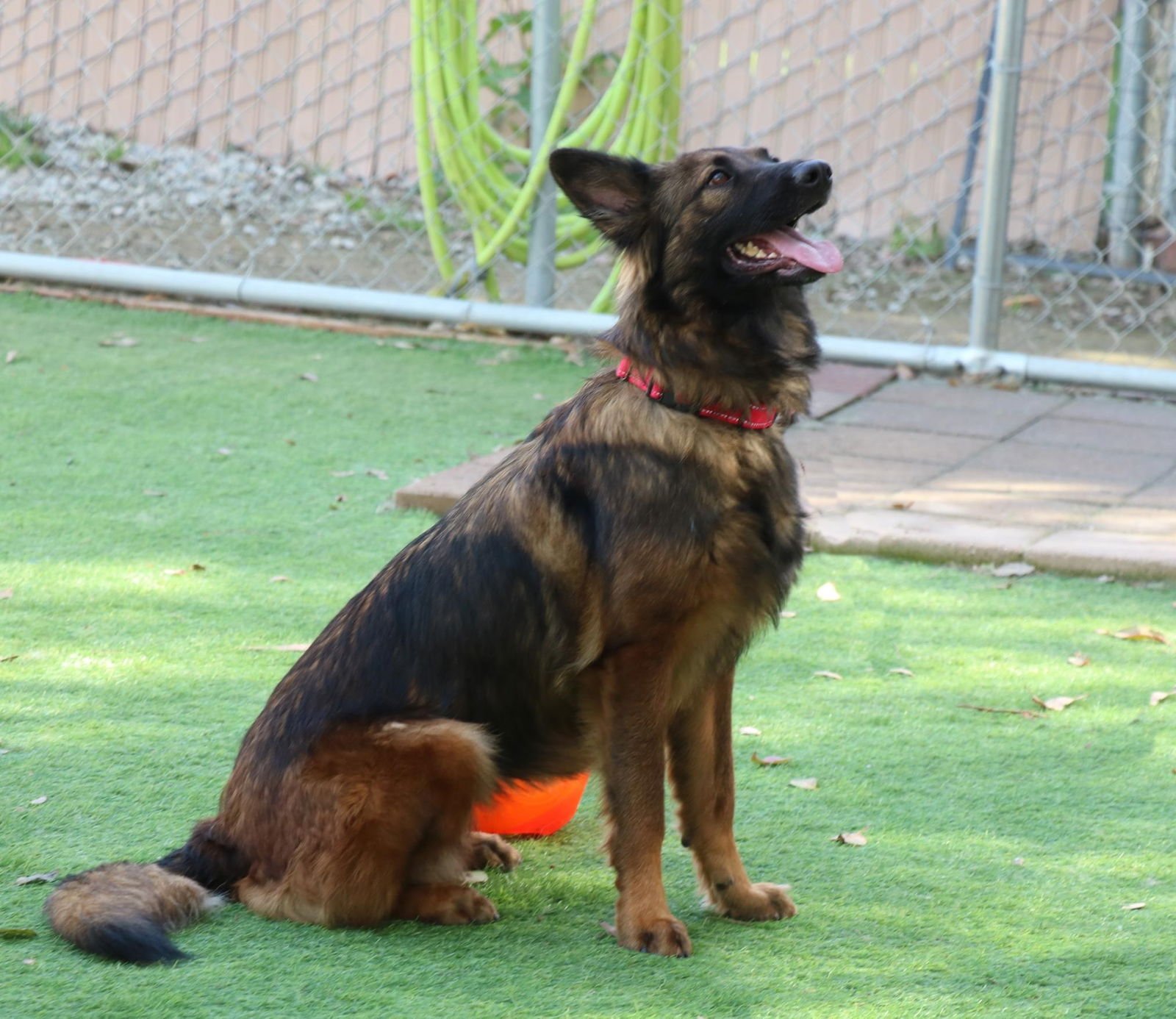Harper - Photo 4