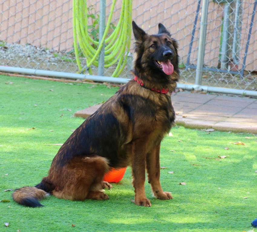 Harper Image
