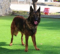 Harper - Photo 3