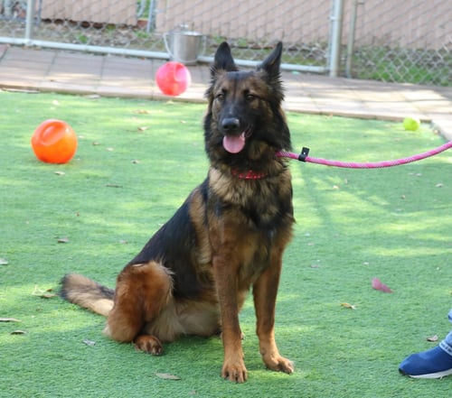 HARPER - German Shepherd Dog available for adoption