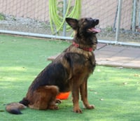 Harper - Photo 4