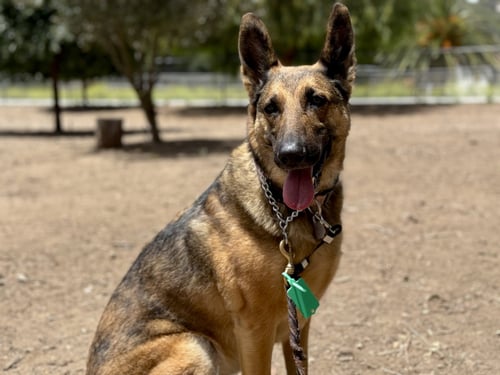 CLEO - German Shepherd Dog for adoption in San Diego