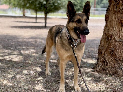 CLEO - German Shepherd Dog available for adoption