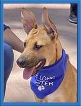 NIKKI - German Shepherd Dog / Pit Bull Terrier available for adoption