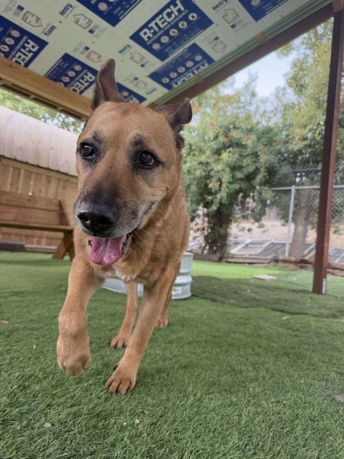 TIMMY - German Shepherd Dog available for adoption