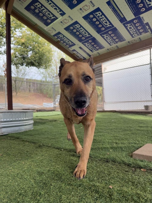 TIMMY - German Shepherd Dog available for adoption