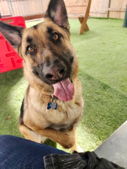 RIVER - German Shepherd Dog available for adoption