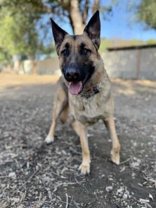 RIVER - German Shepherd Dog available for adoption