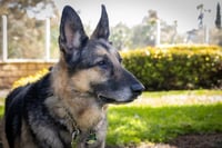 Gunnar - Photo 2