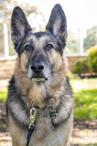 Gunnar - Photo 1
