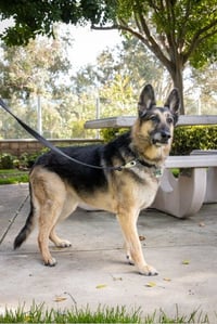 Gunnar - Photo 3