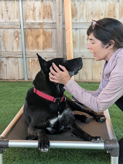 THEO - German Shepherd Dog available for adoption