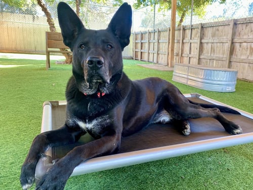 THEO - German Shepherd Dog available for adoption