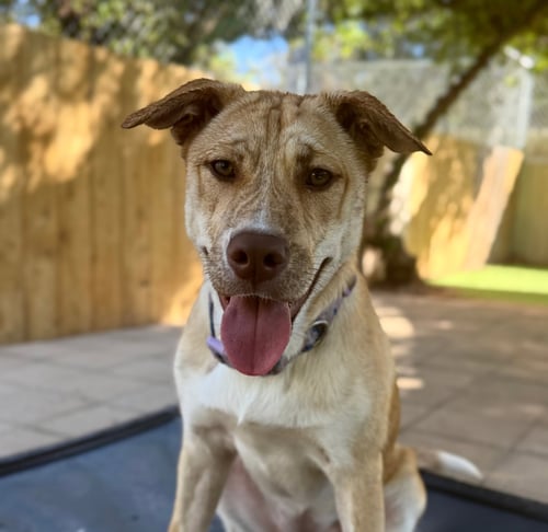 ASHA'S DREAMER - Husky available for adoption