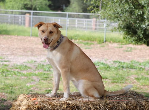 ASHA'S DREAMER - Husky available for adoption