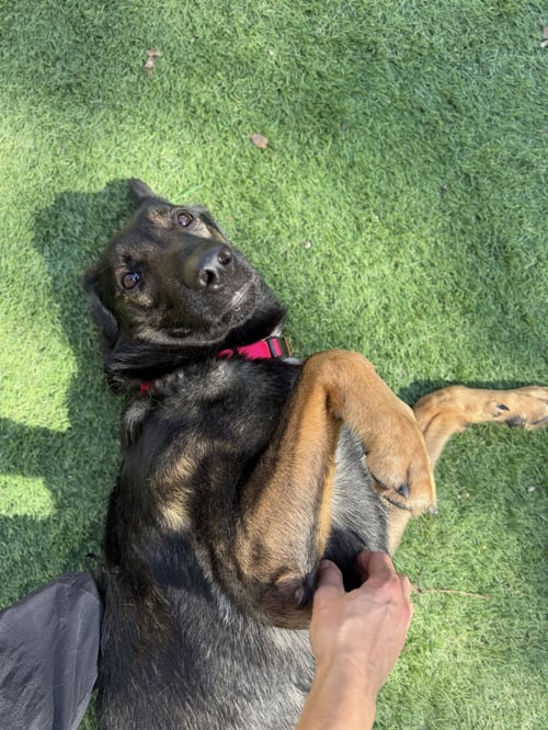 BRYNN - German Shepherd Dog available for adoption