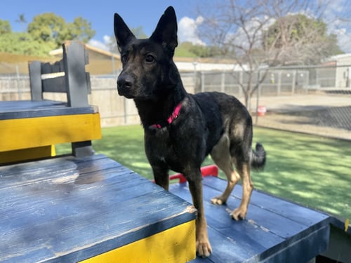 BRYNN - German Shepherd Dog available for adoption