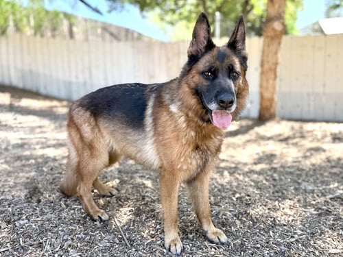 BIANCA - German Shepherd Dog available for adoption