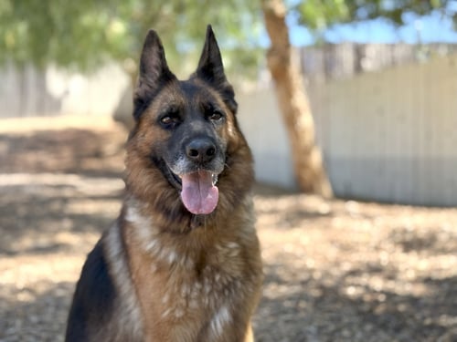 BIANCA - German Shepherd Dog available for adoption