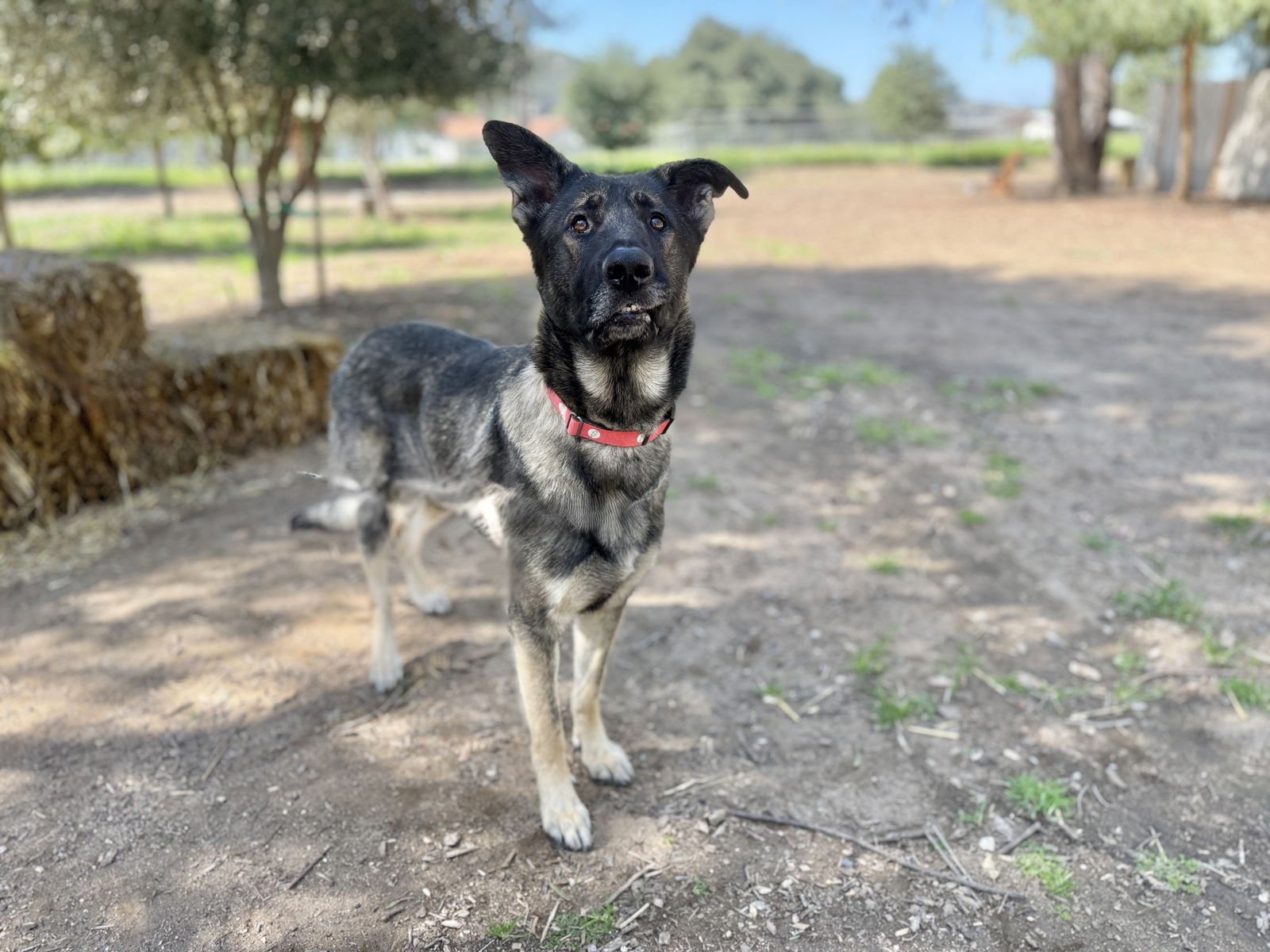 STORM - German Shepherd Dog available for adoption