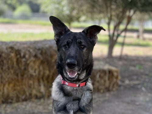 STORM - German Shepherd Dog available for adoption