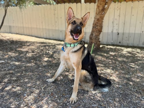 ROSS - German Shepherd Dog available for adoption